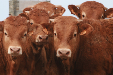 Ganado bovino mira a camara | Azasa, sistemas de trazabilidad e identificación animal.