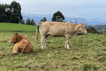 Vacas en prado | Azasa, sistemas de trazabilidad e identificación animal.