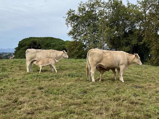 Vacas amamantan a sus crias. Azasa, trazabilidad e identificación animal