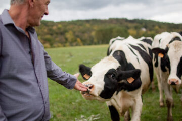 Imagen de una persona dando de comer a una vaca, en un prado | Azasa, sistemas de trazabilidad e identificación animal.